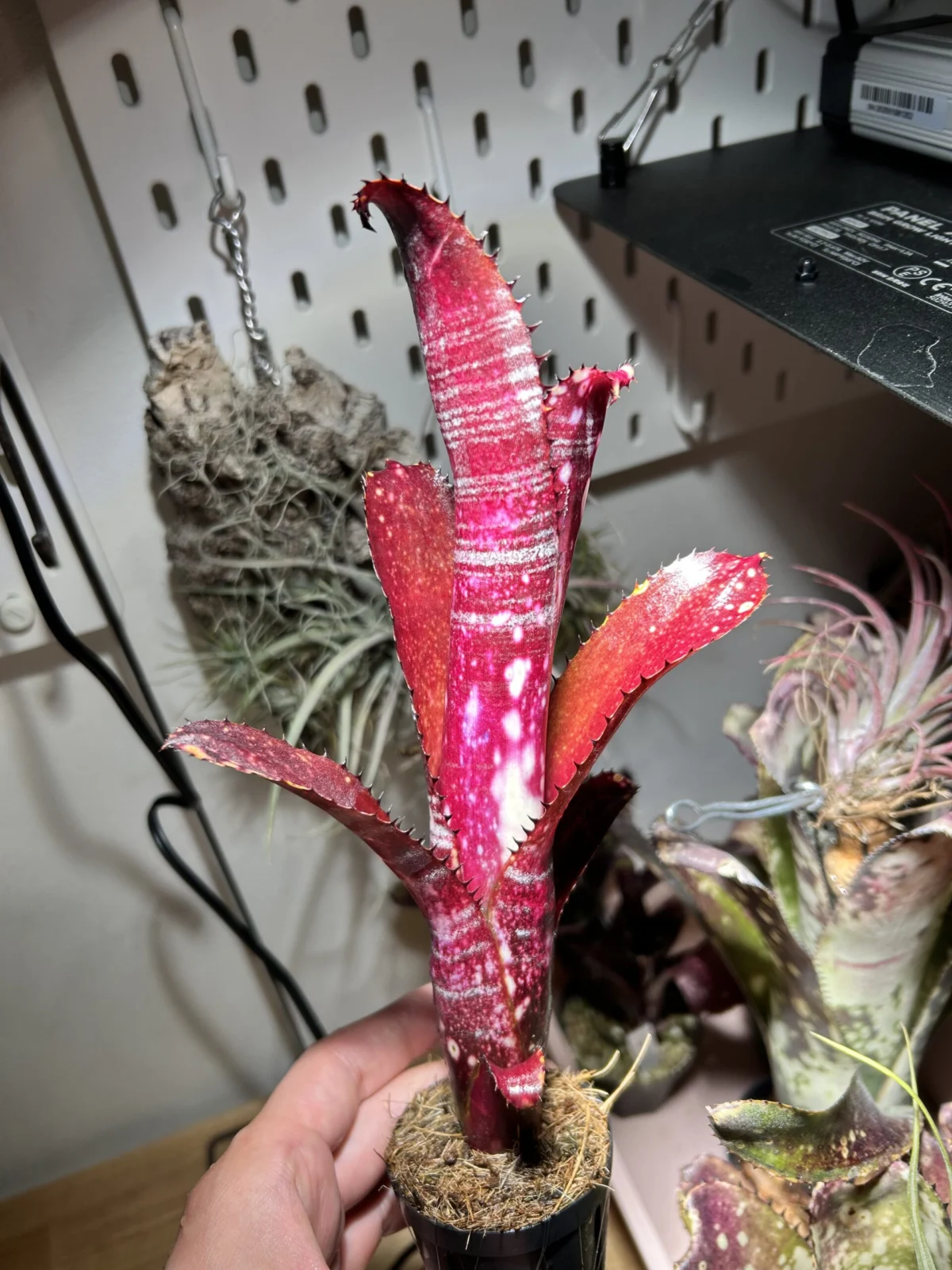 ビルベルギア オビワン