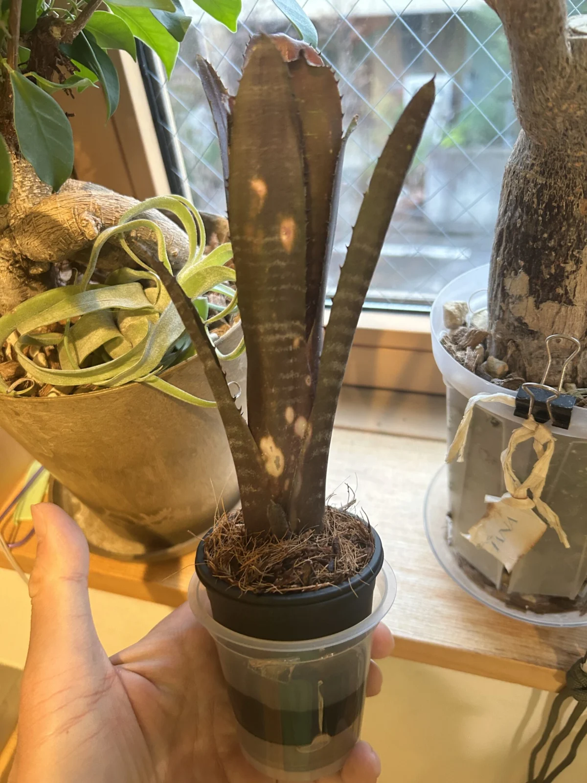 ビルベルギア　オーバージーン