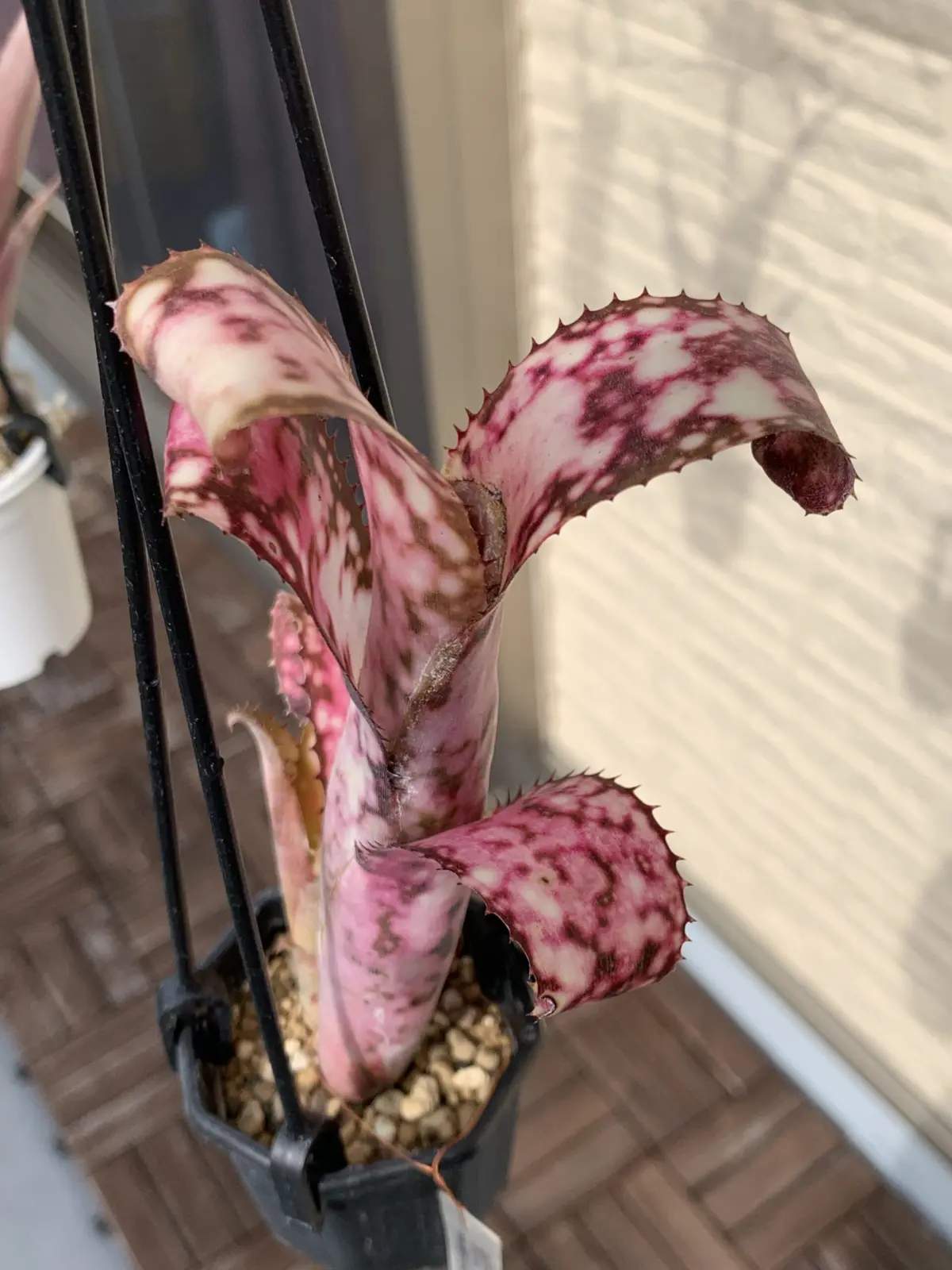 ビルベルギア　コールドフュージョン