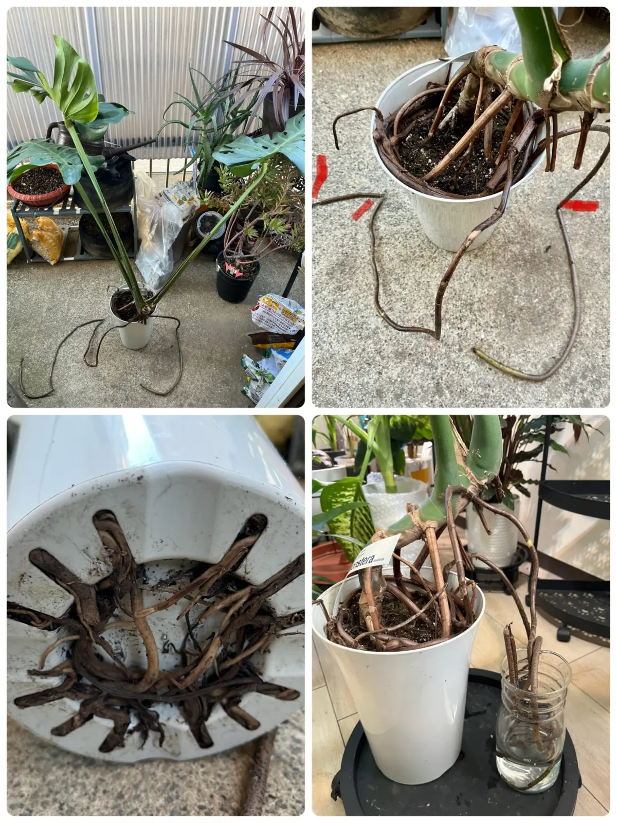 モンステラ デリシオーサ