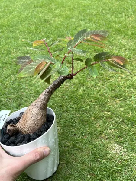 フィランサス ミラビリス