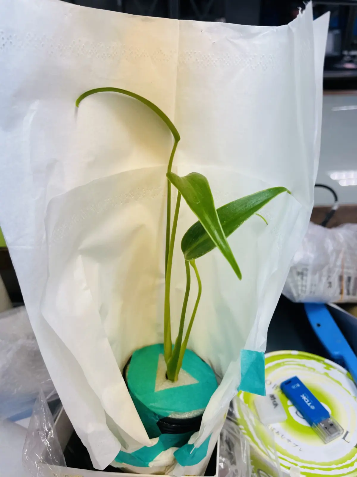 モンステラ　バールマルクスフレーム