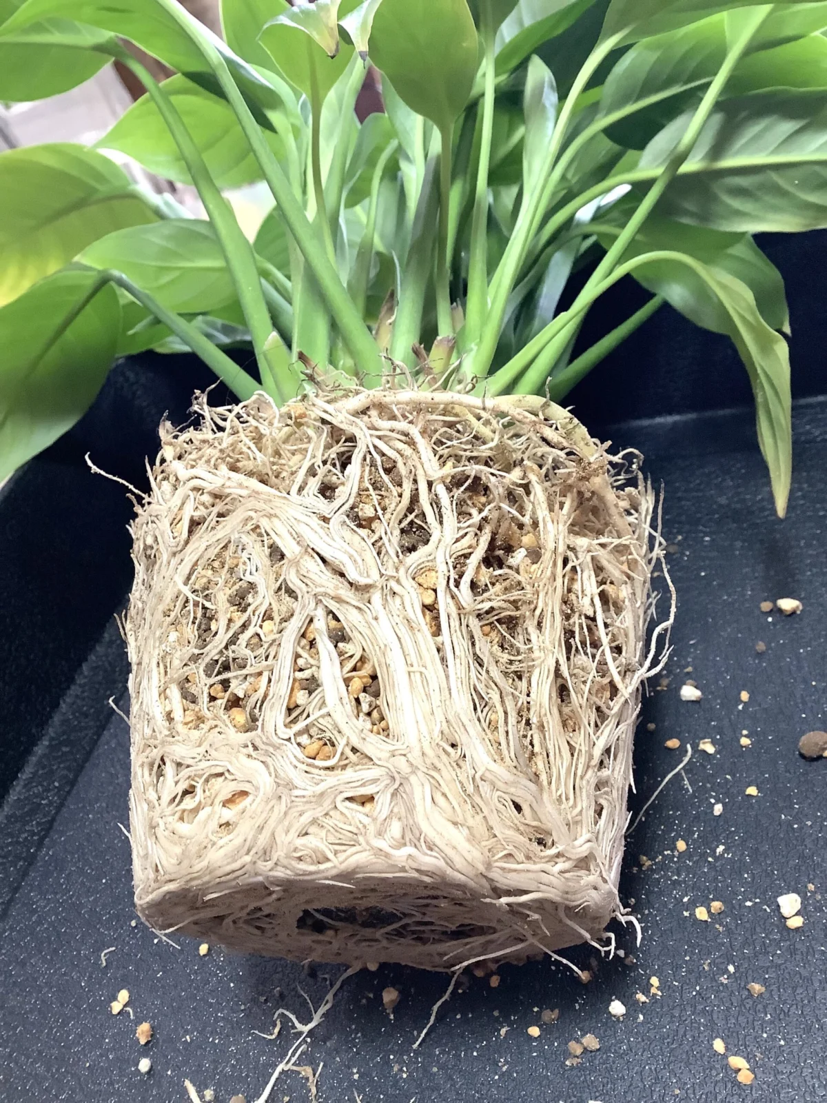 スパティフィラム 植替え