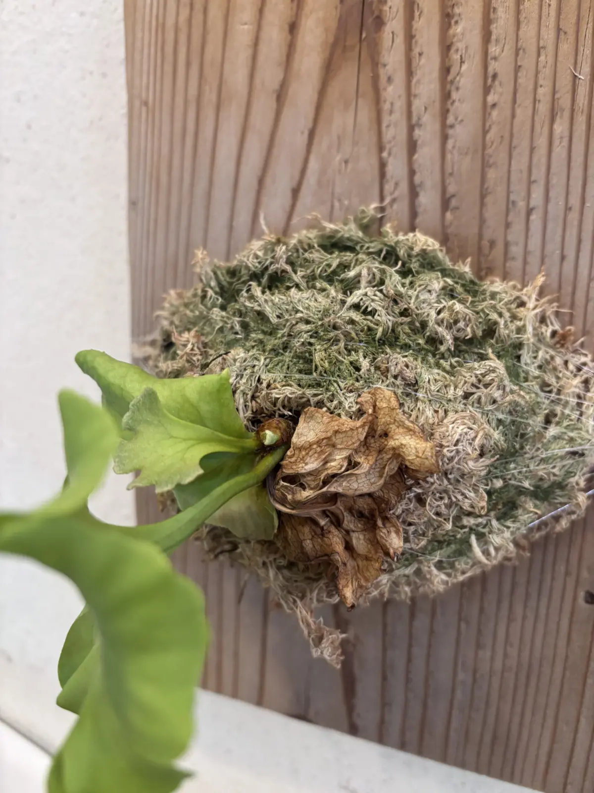 ビカクシダ　リドレイ