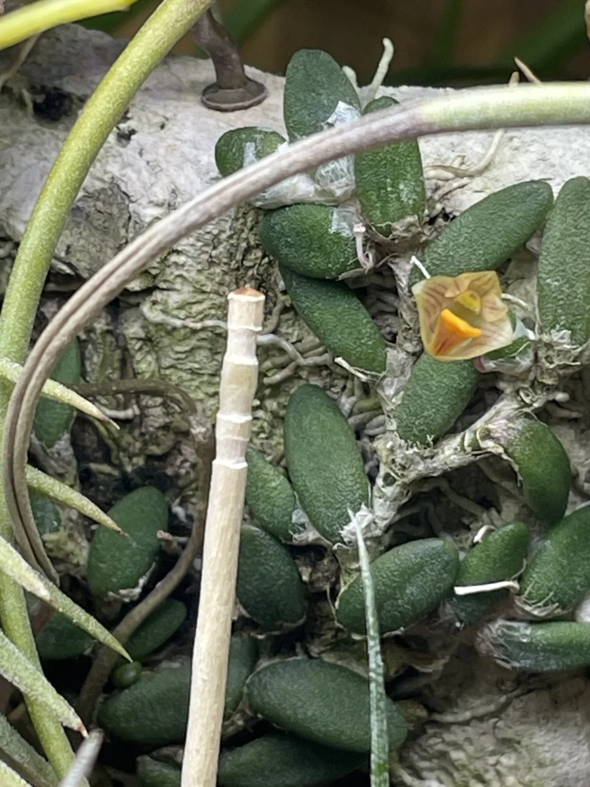 デンドロビウム　リケナストラム