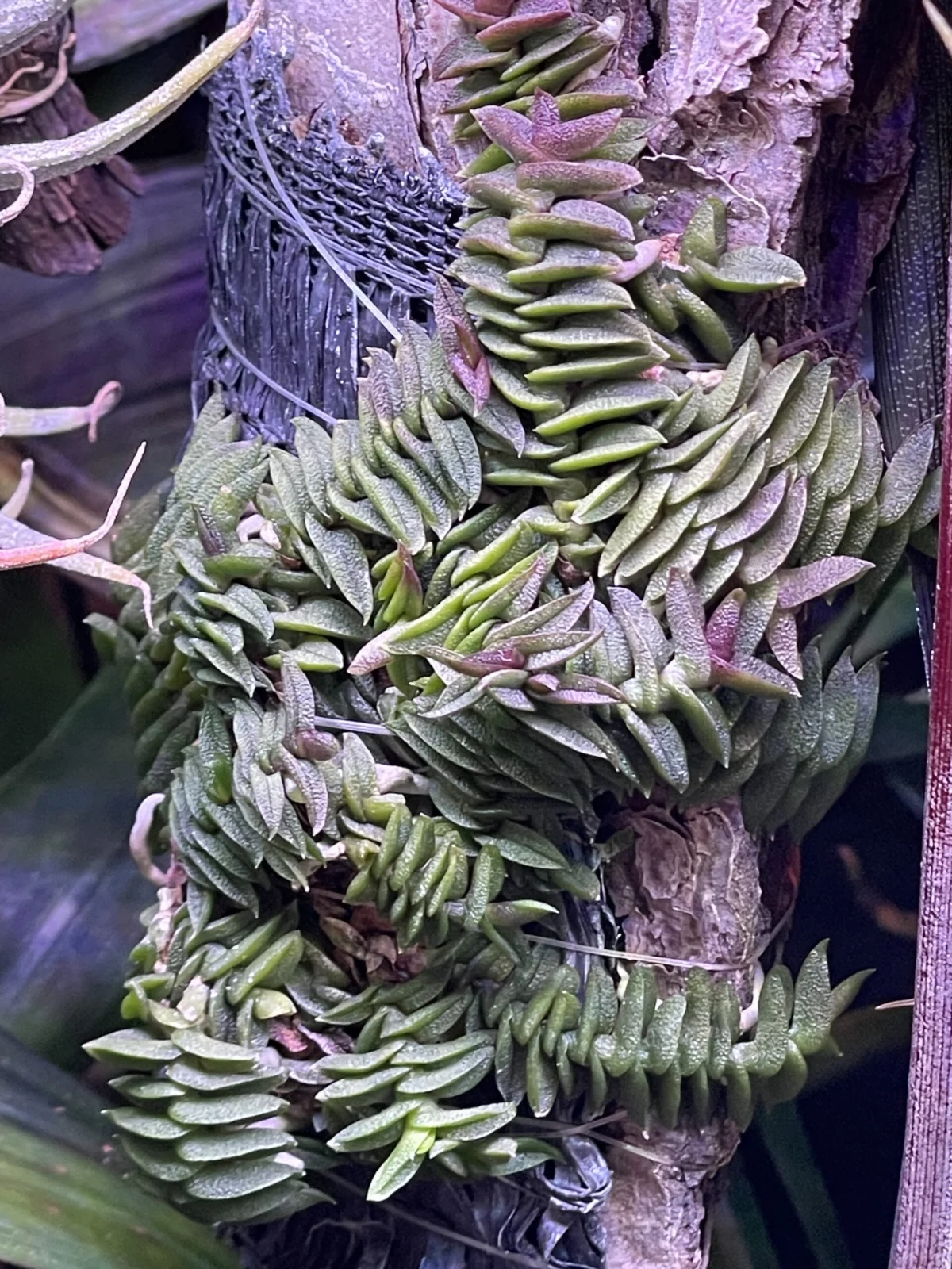 ショエノルキス　スコロペンドリア