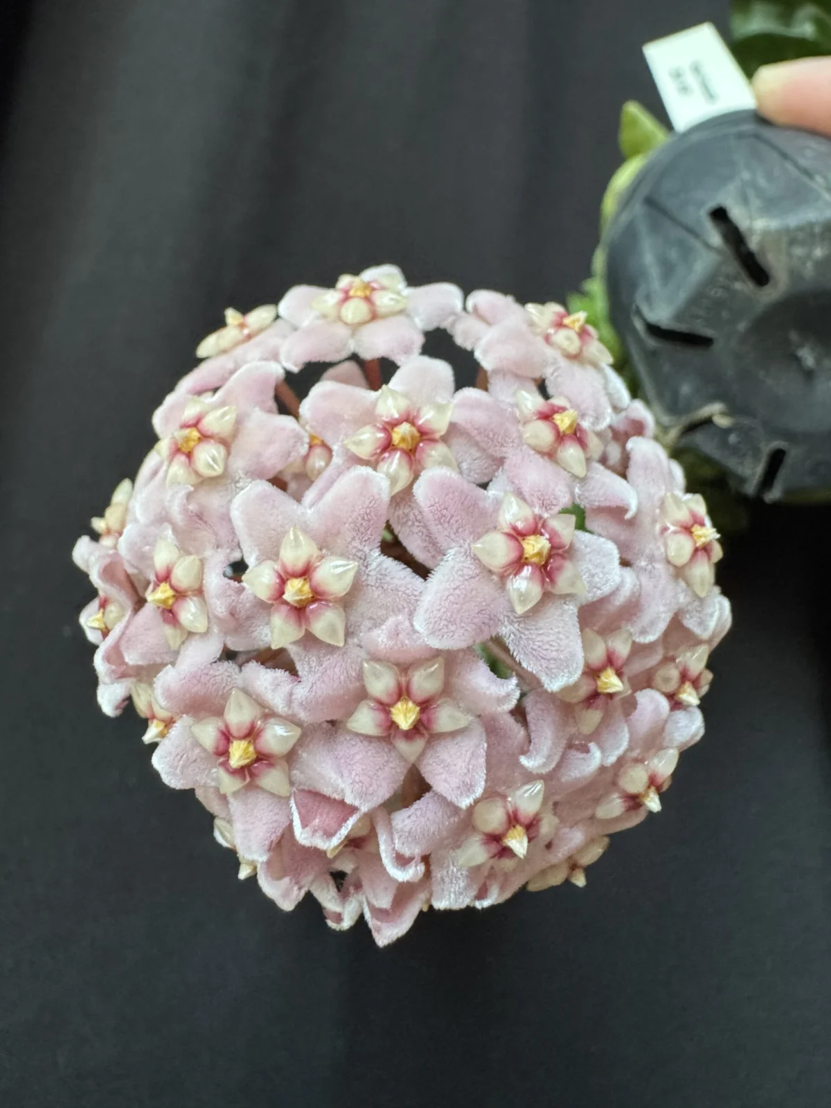 ホヤ　コンパクタ　花