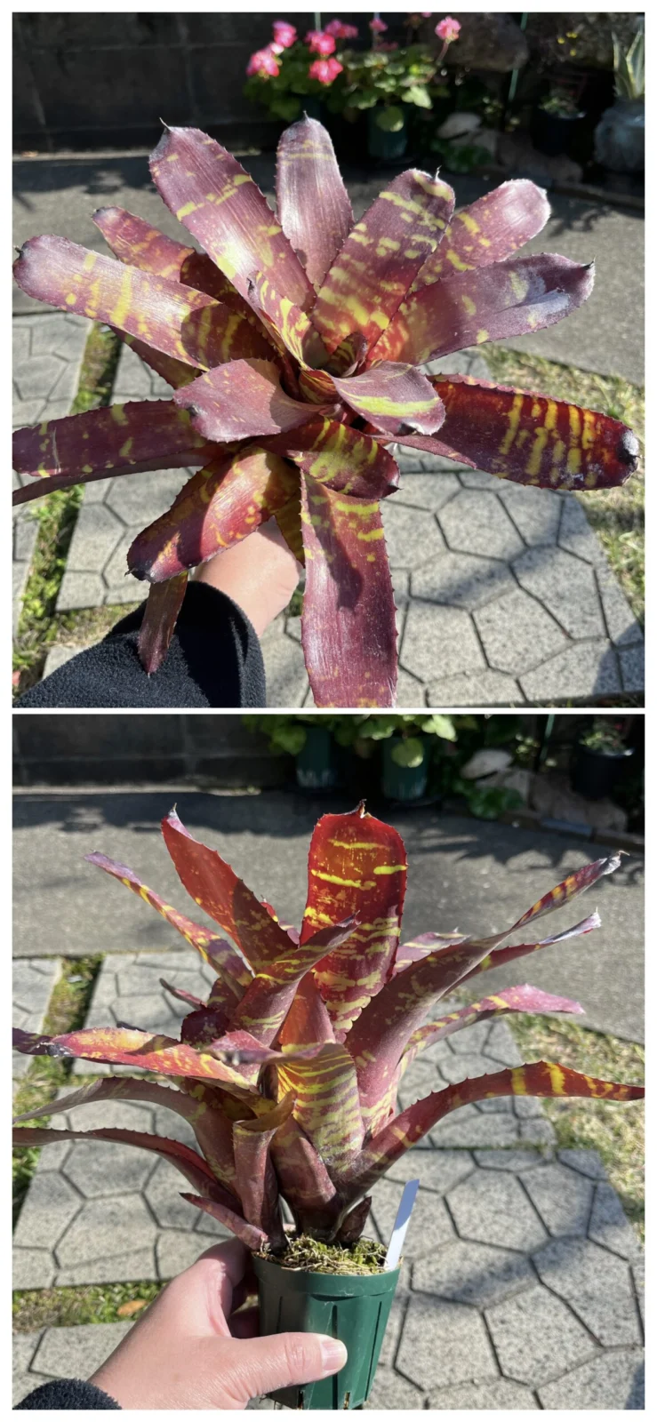 ネオレゲリア ヴィンサンツドラゴンフライ