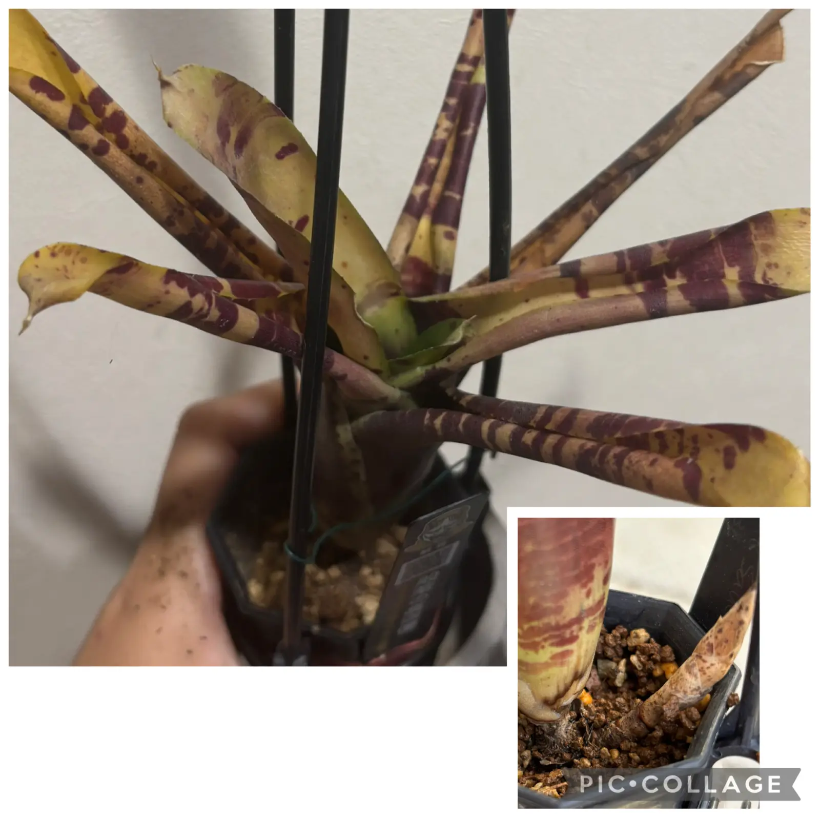 ネオレゲリア　チョコレートソース