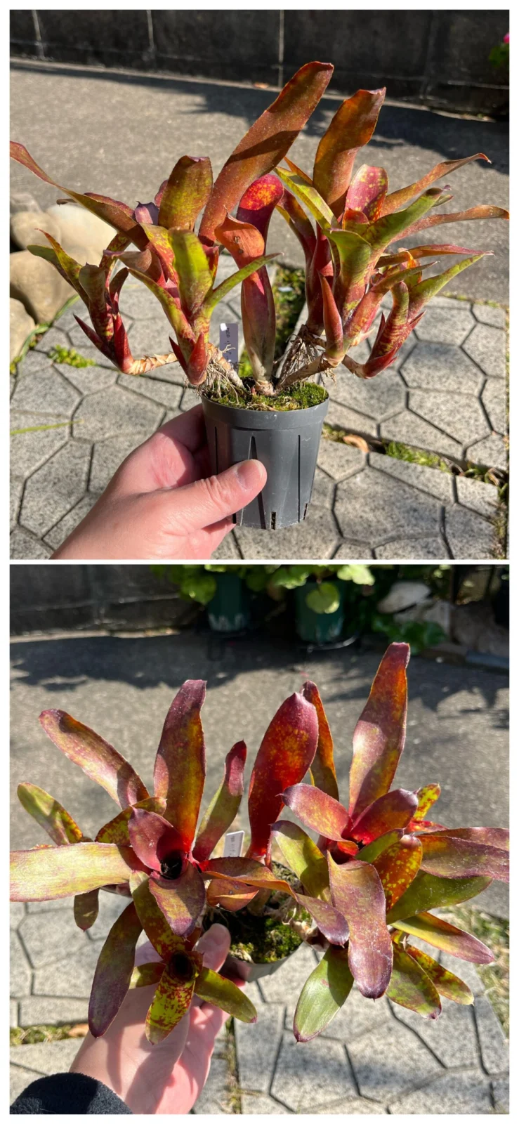 ネオレゲリア リリープー