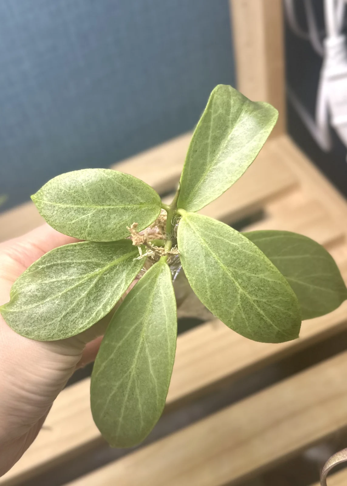 ホヤ　オブスクラ　クリプティッククローム