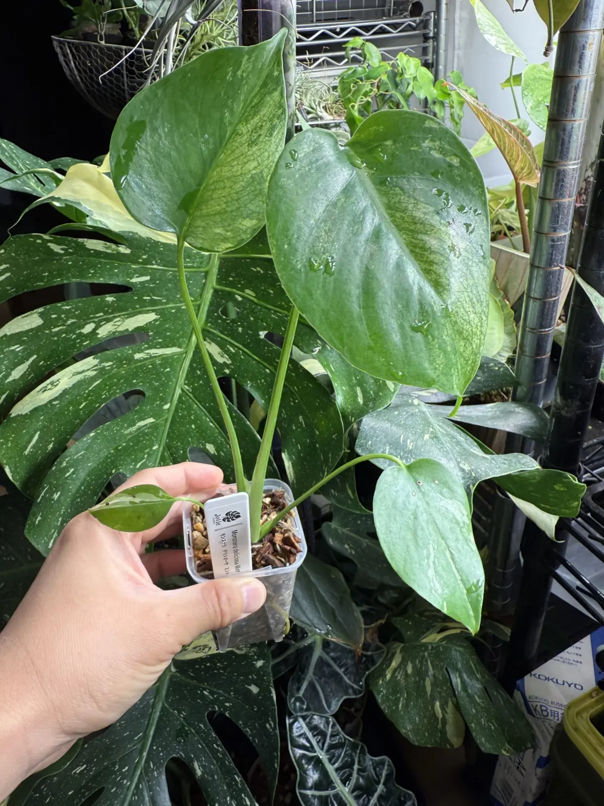 モンステラ　デリシオーサミントトリカラー