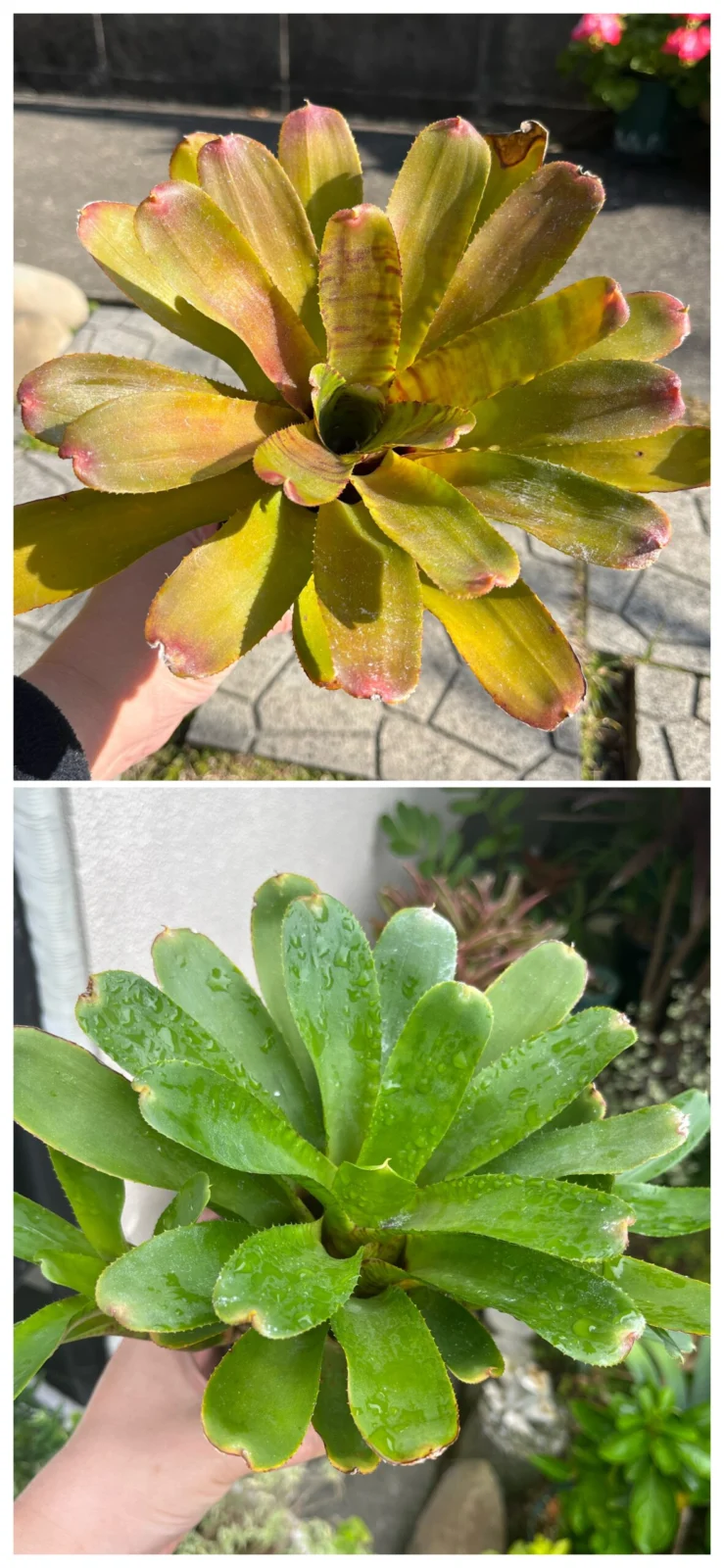 ネオレゲリア　プンクターテ × バイラドラ　#1