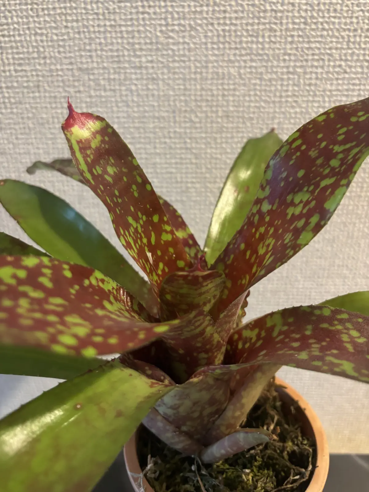 ネオレゲリア　ピンキー