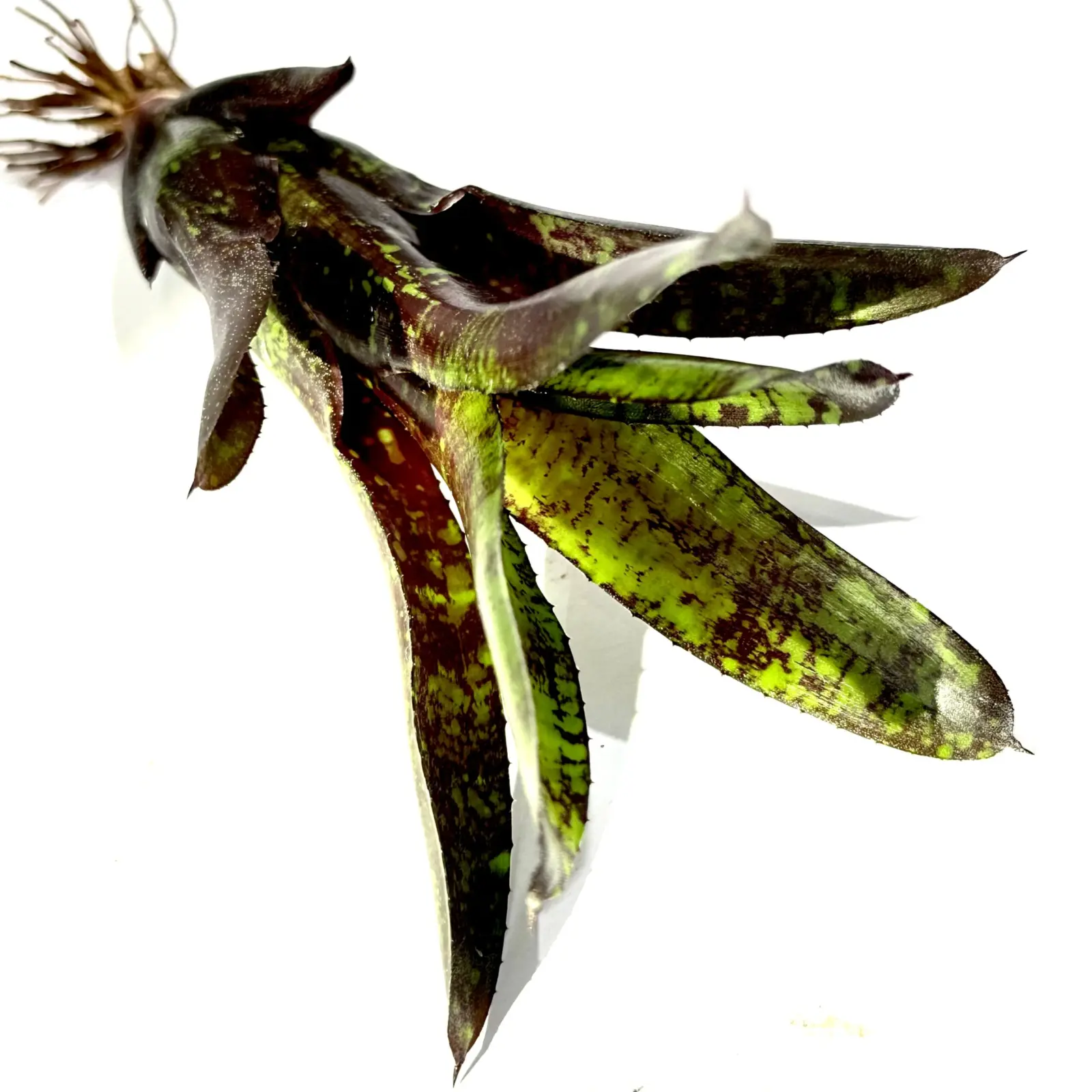 ネオレゲリア ドゥードゥルバグ