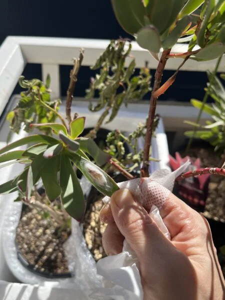 リューカデンドロン ポンポン 害虫