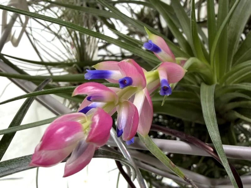 ティランジア ストリクタ 花