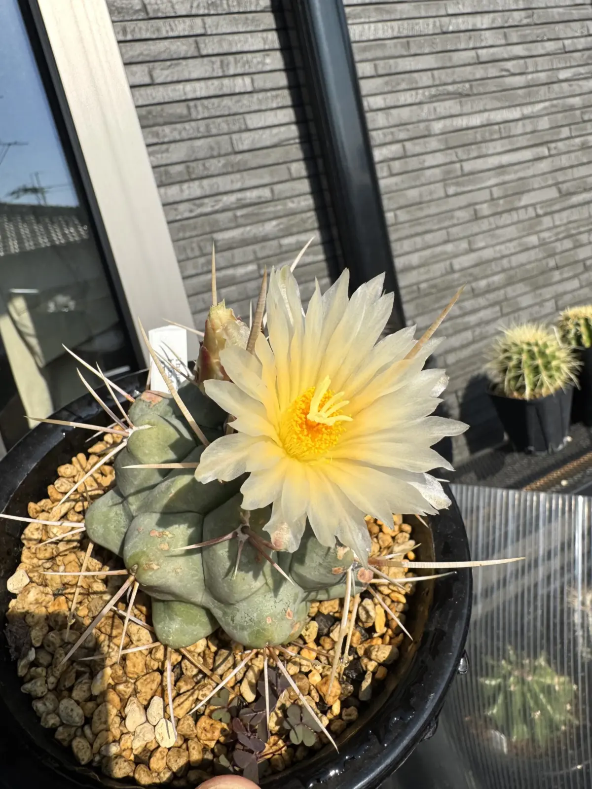 サボテン　テロカクタス　天晃　多肉植物　花