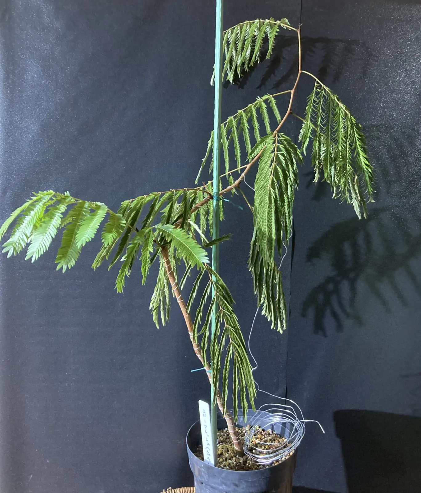 エバーフレッシュ ③