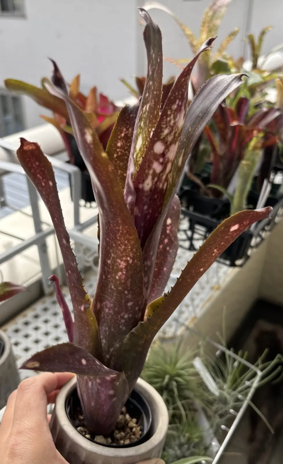 ビルベルギア　ハレルヤ