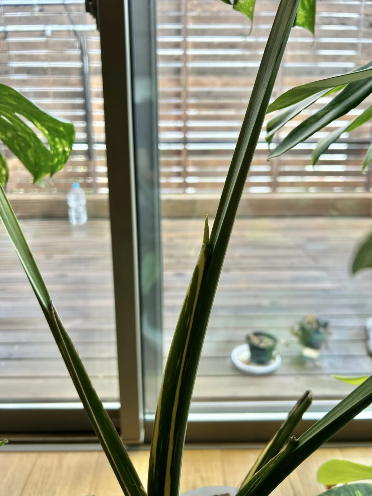 モンステラ　デリシオーサ　タイコンステレーション