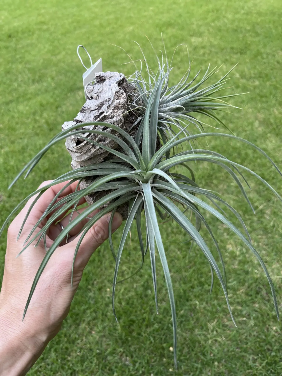 ティランジア ベルティナ 100均