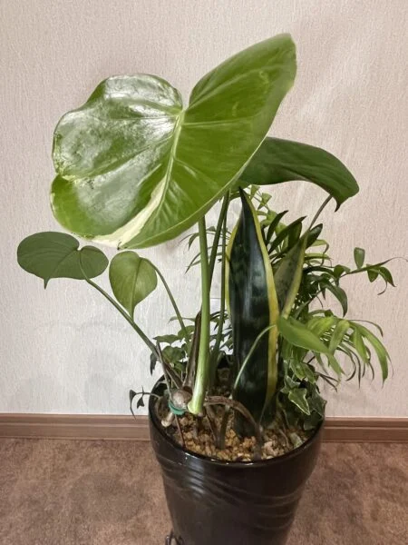 モンステラ　なんちゃって斑入り？