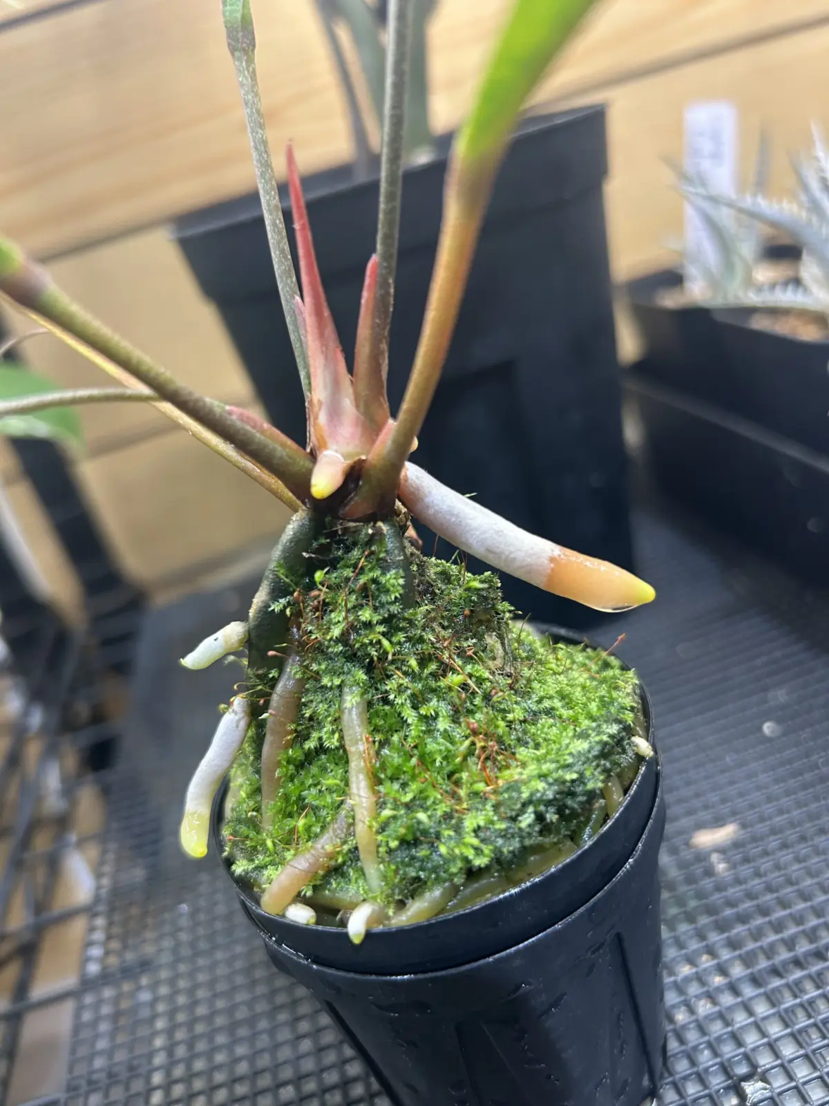 アンスリウム グラシレ