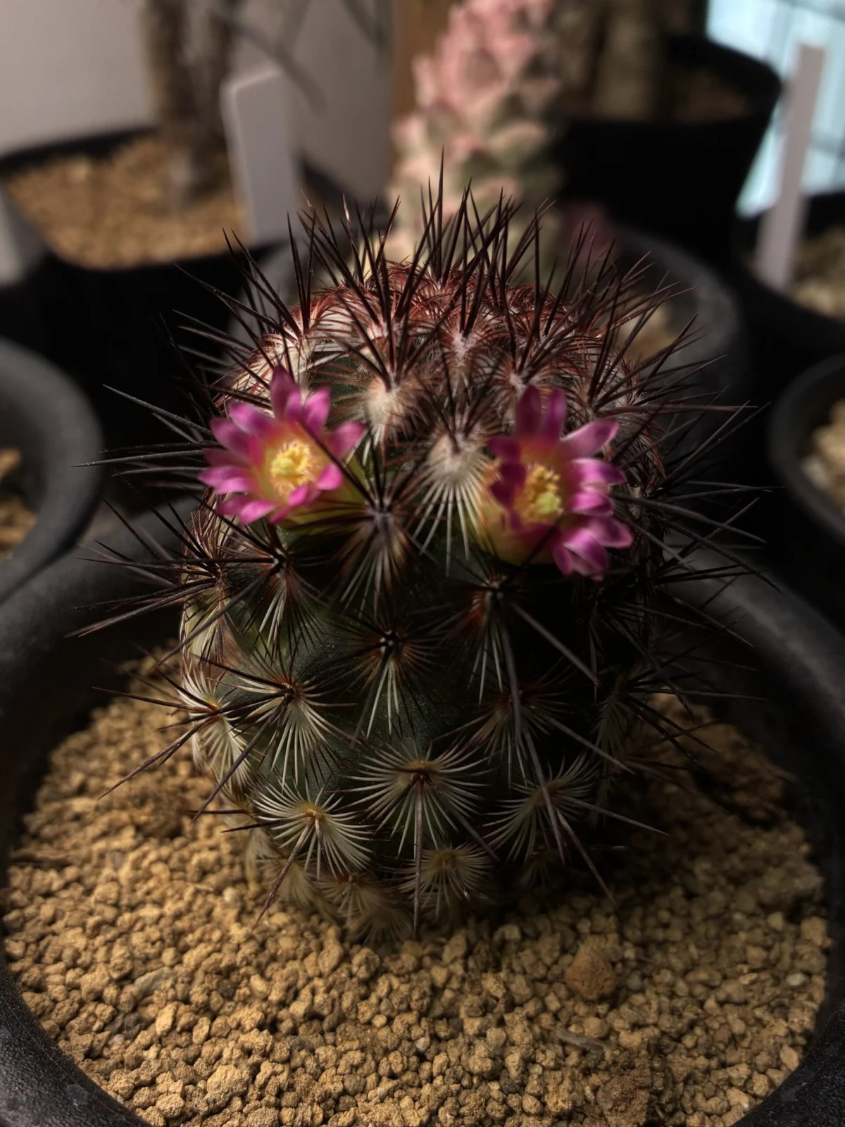 サボテン　マミラリア　夕霧　花
