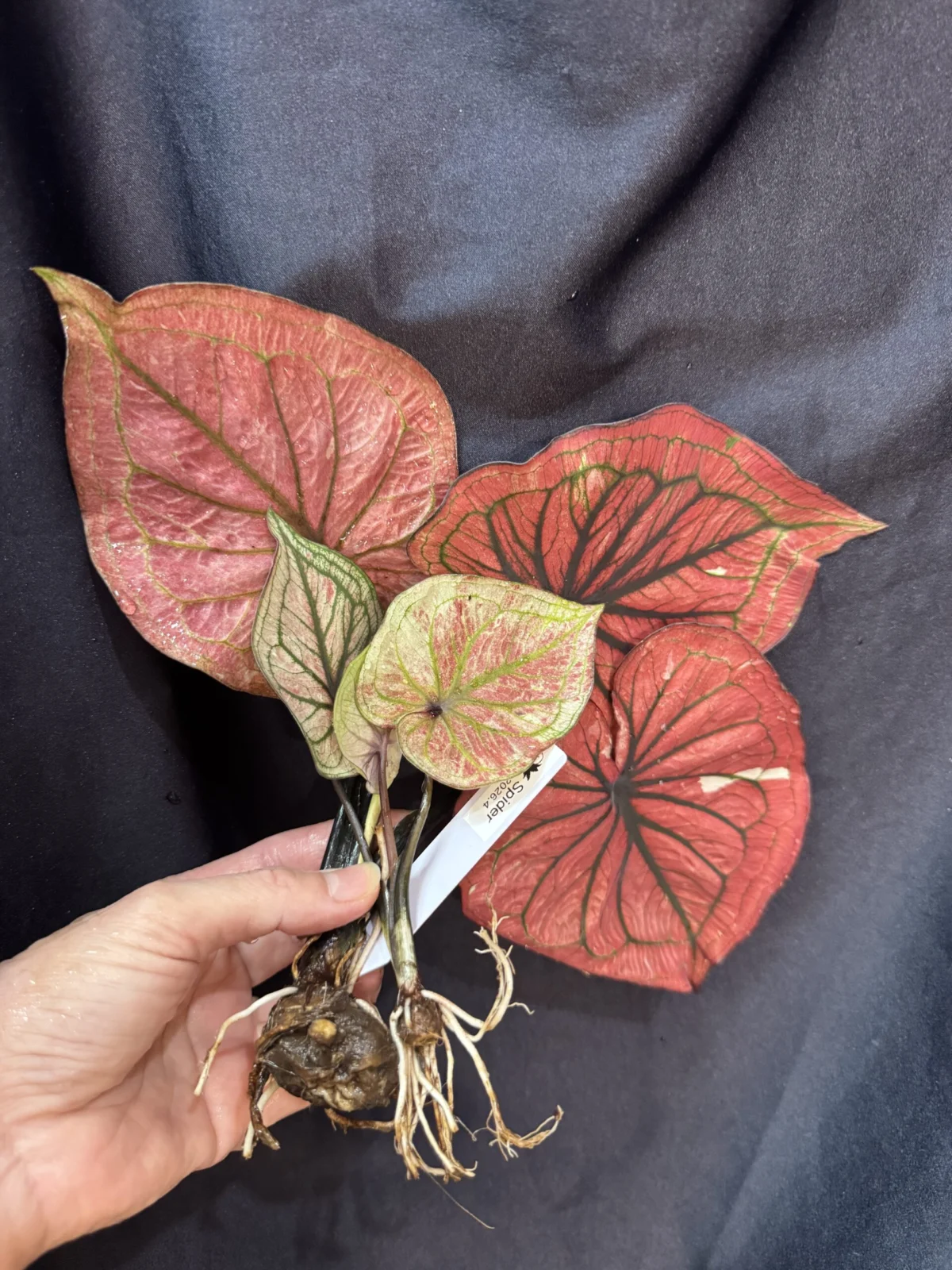 カラジウム　スパイダー