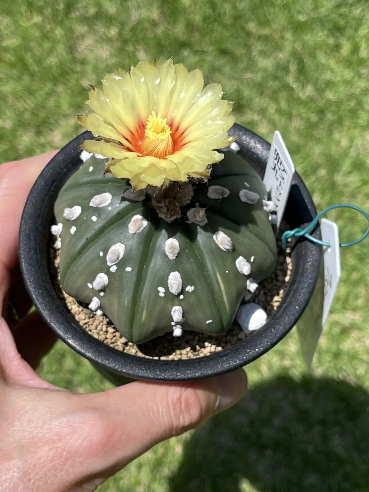 アストロフィツム 兜丸 サボテン 花