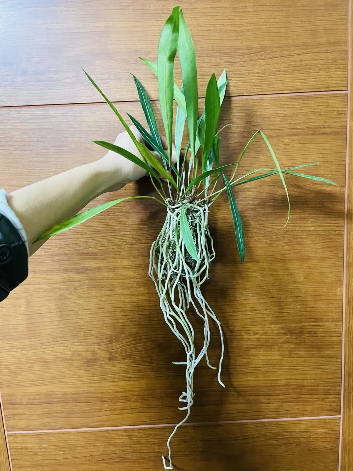 アンスリウム　グラシレ