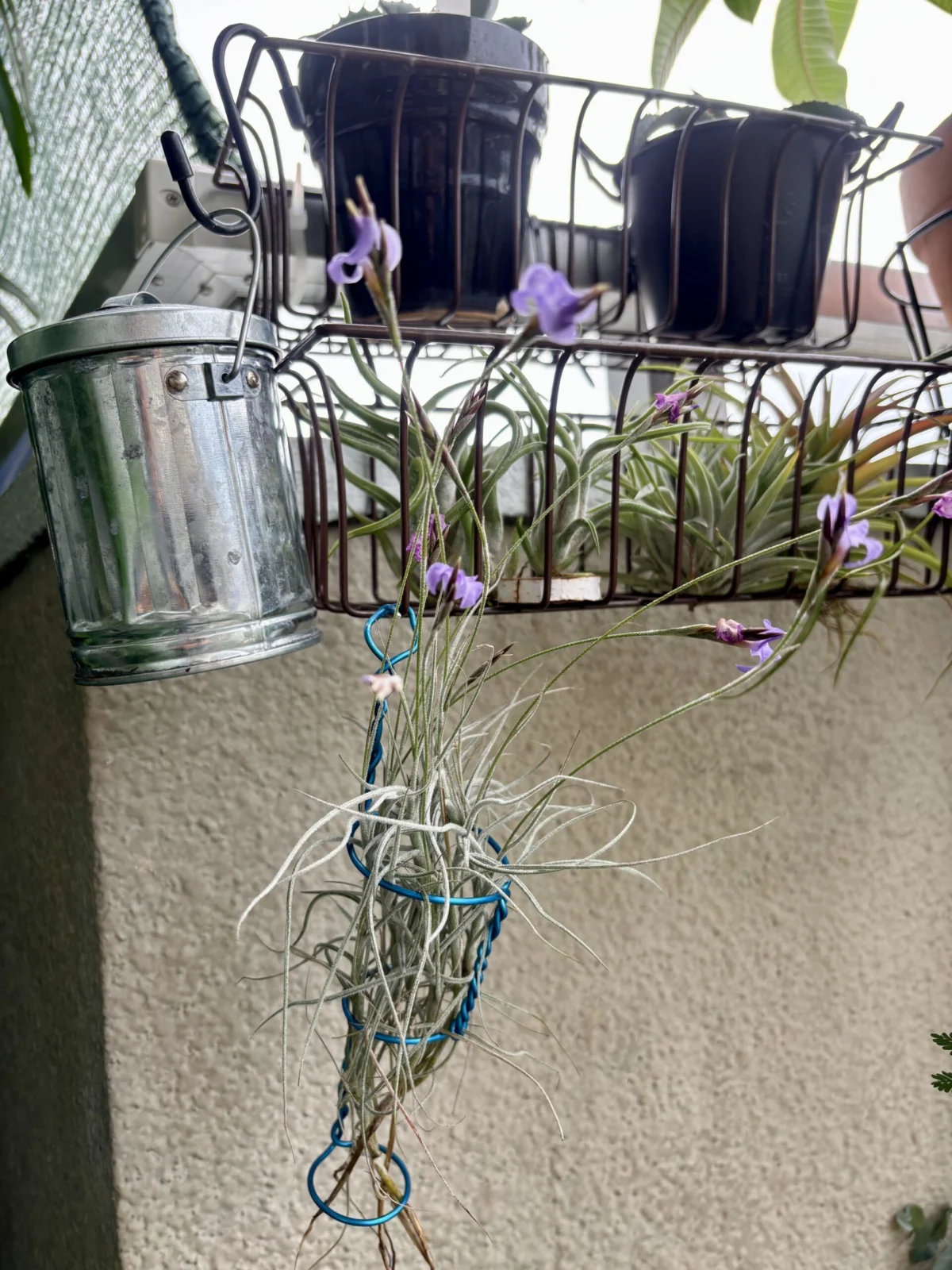 ティランジア マレモンティ