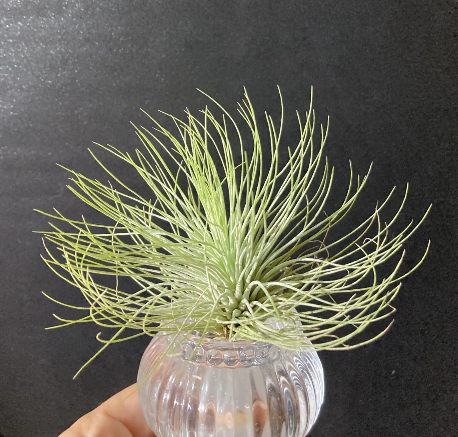 ティランジア アンドレアナ 100均