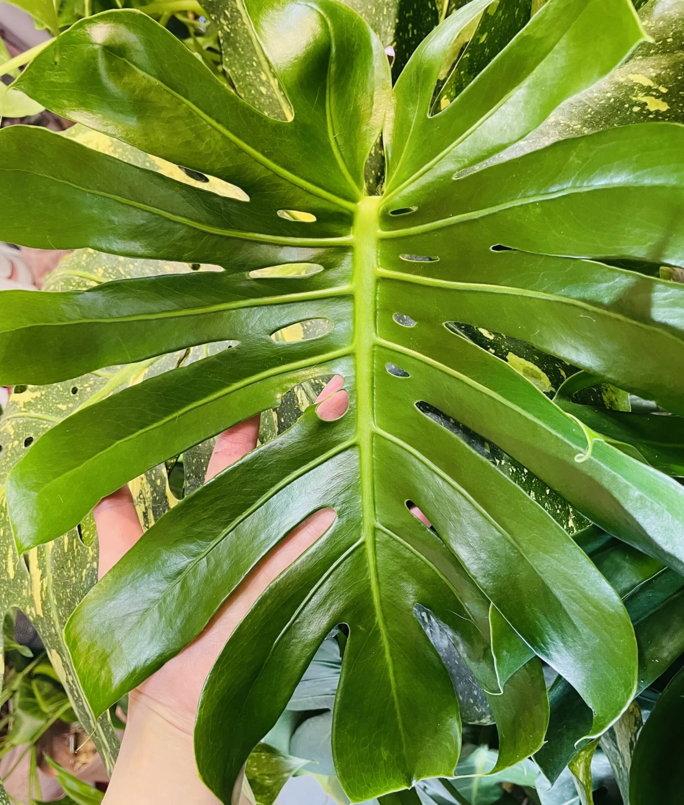 モンステラ 福助