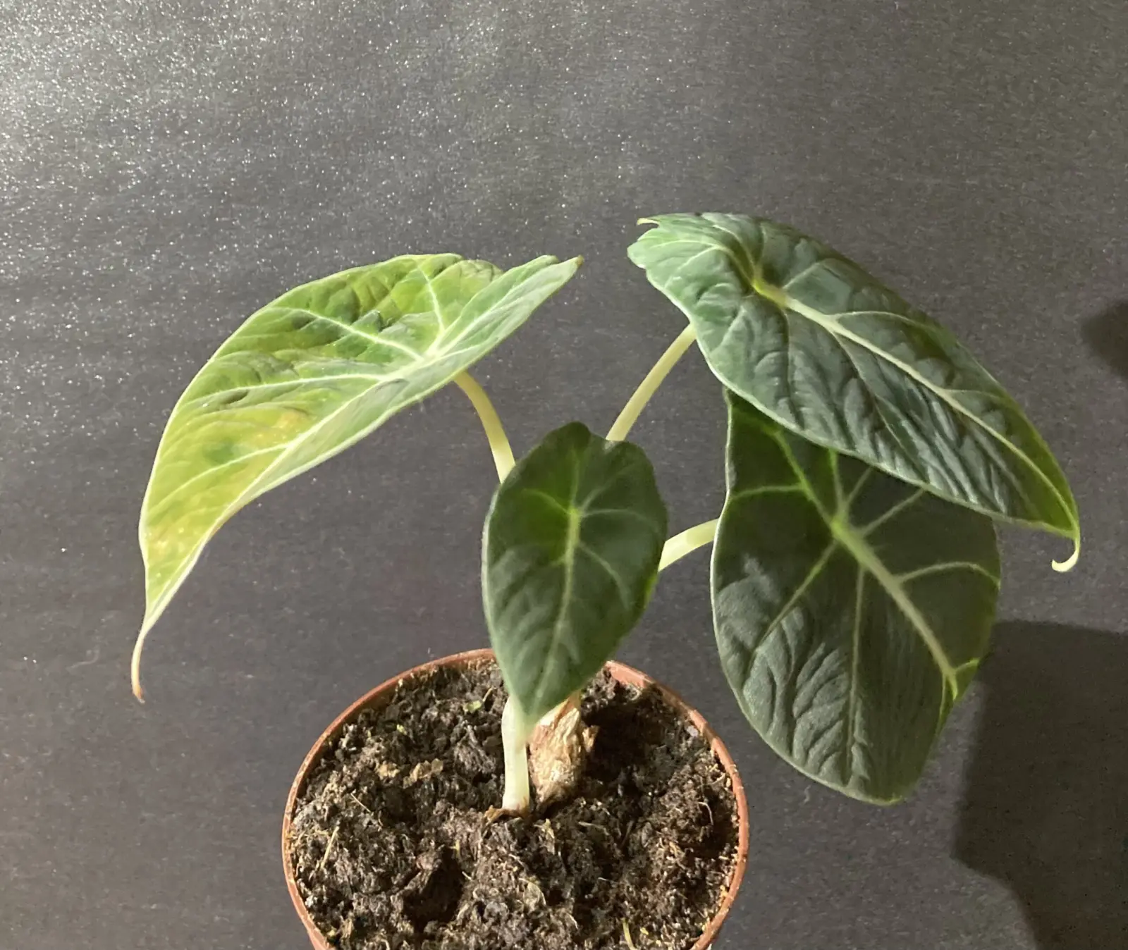 アロカシア ブラックベルベット ホムセン