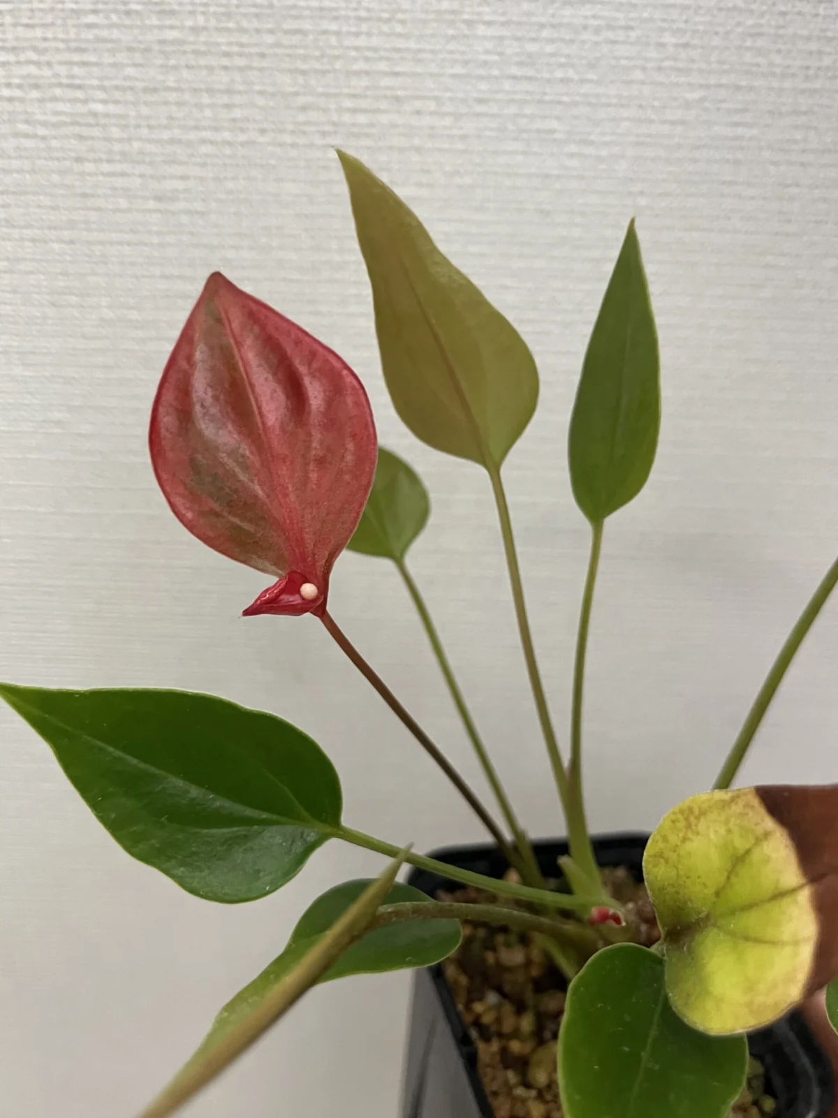 アロイド　アンスリウム　紅かんざし
