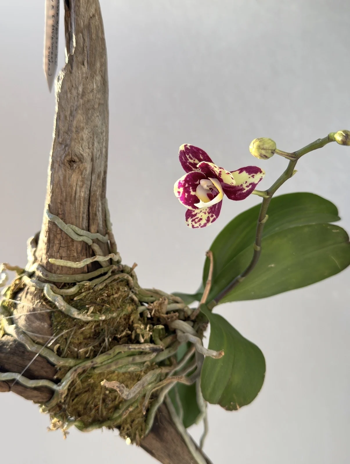 胡蝶蘭 開花 花