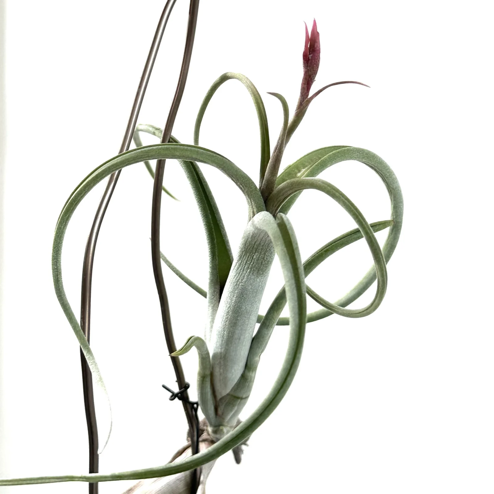 ティランジア　インターメディア