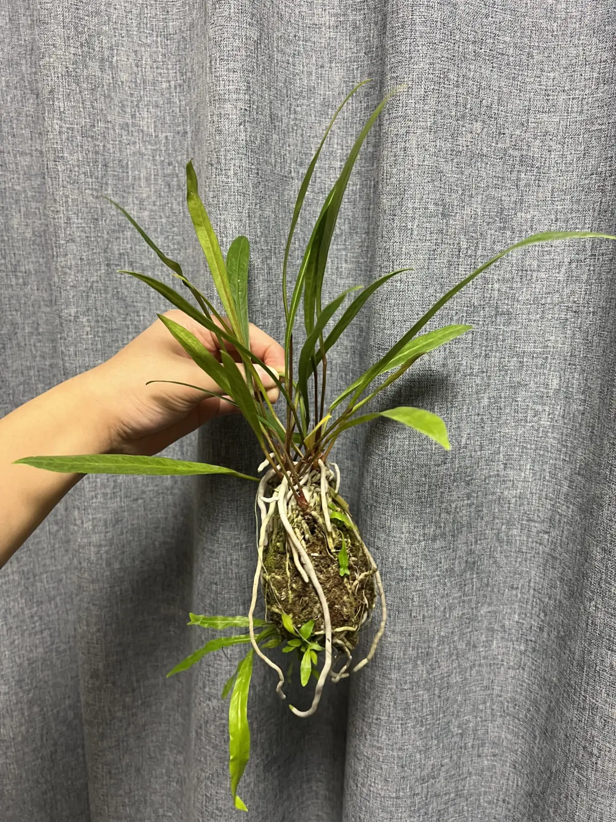 アンスリウム　グラシレ