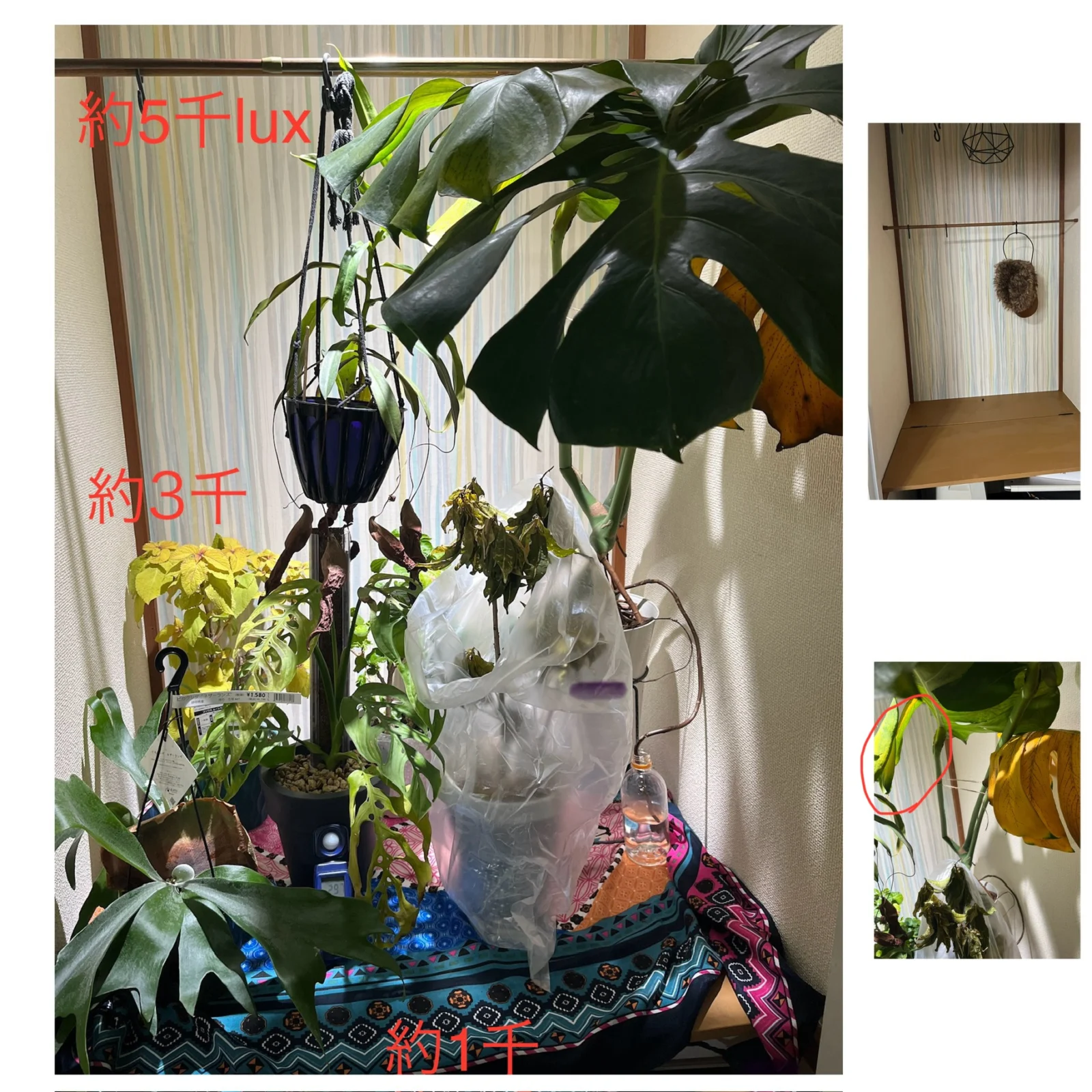 クロトン　ネペンシス　モンステラ