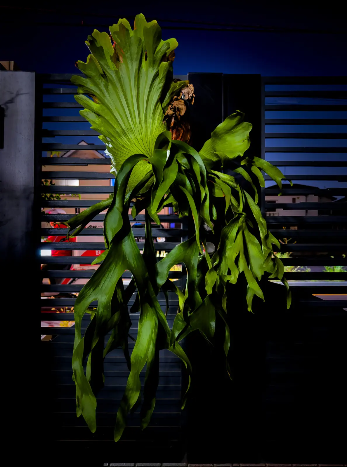 Platycerium Coronarium ビカクシダ　コロナリウム