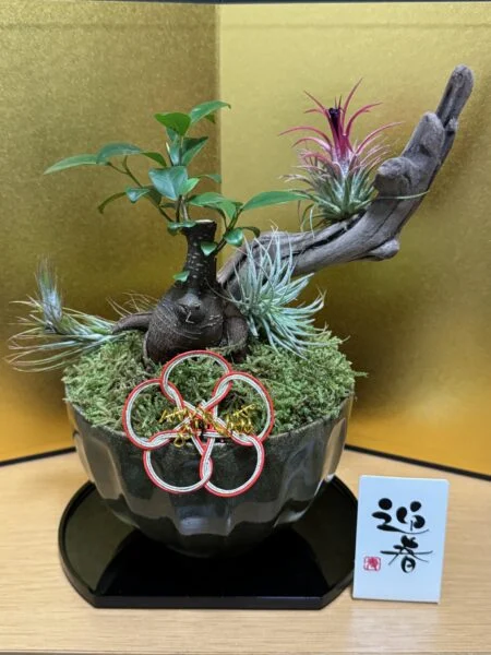 ガジュマル　ティランジア　正月飾り
