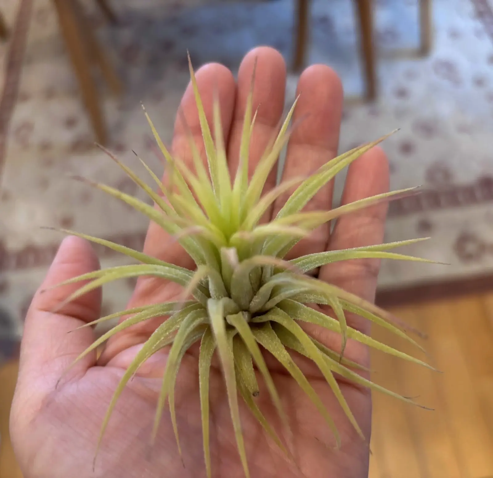 ティランジア　イオナンタ　100均