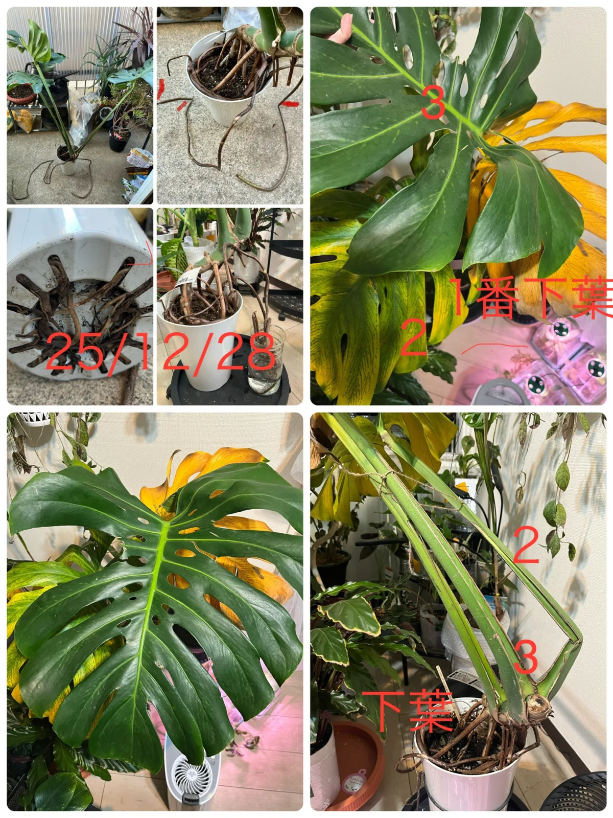 半額　モンステラ　デリシオーサ　その後