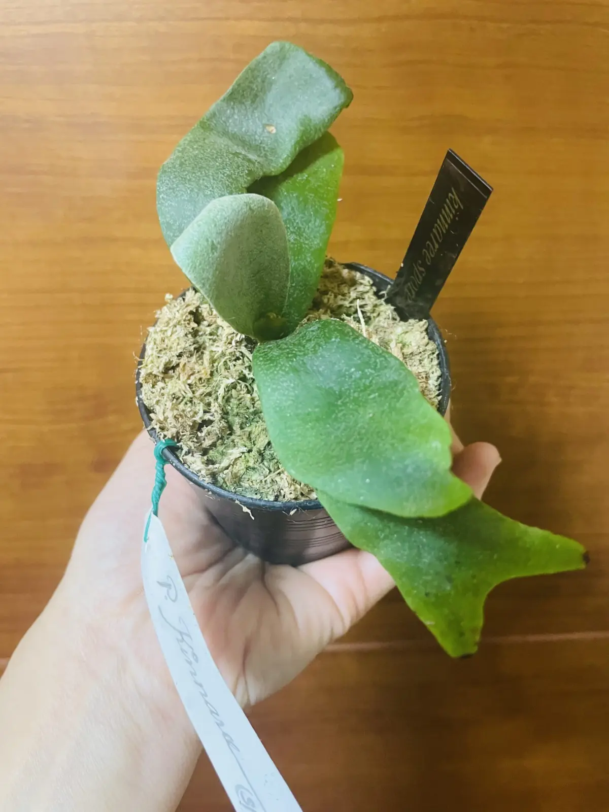 ビカクシダ　キンナリー　スポア