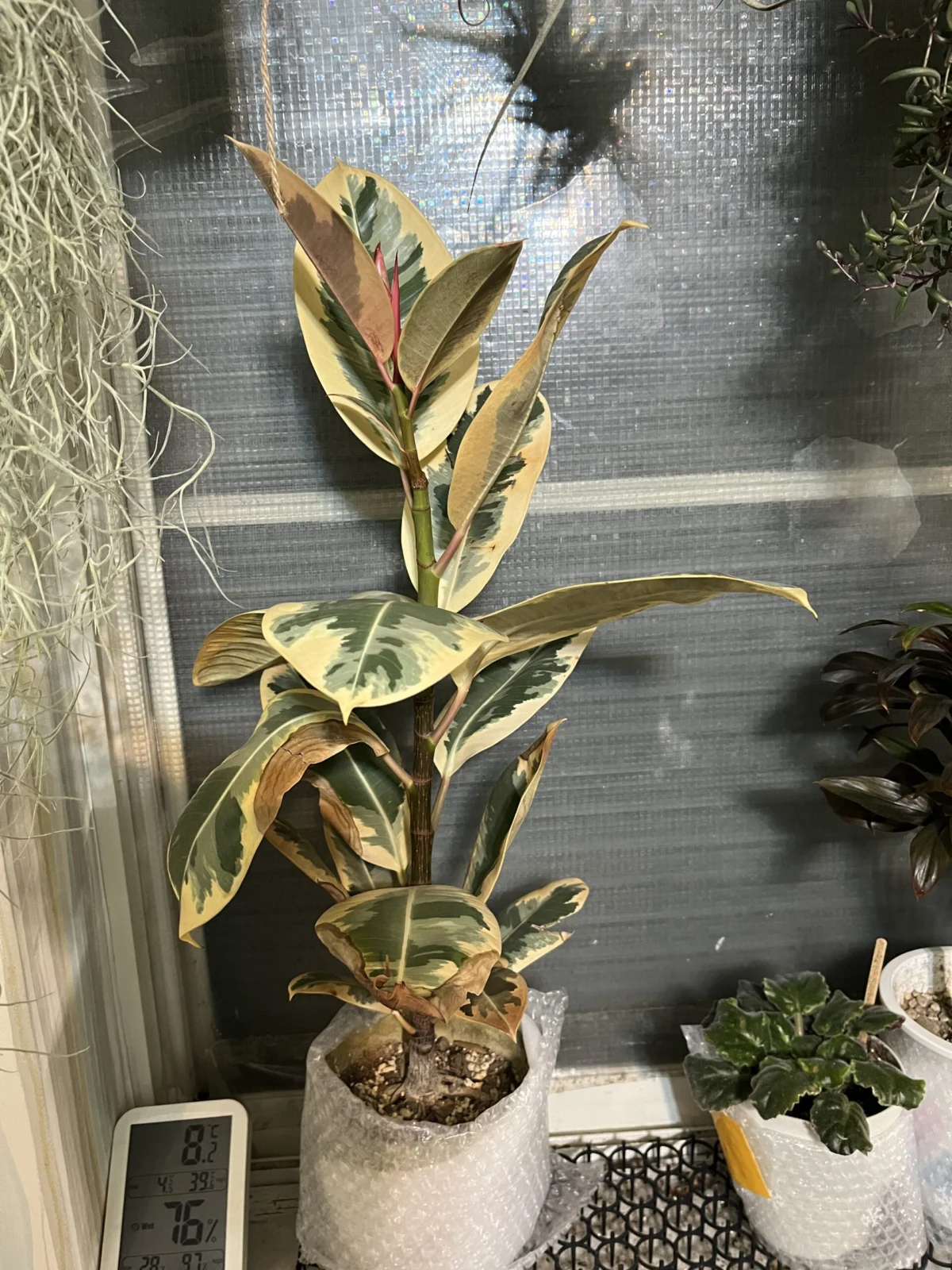 フィカス　ティネケ　冬　変色