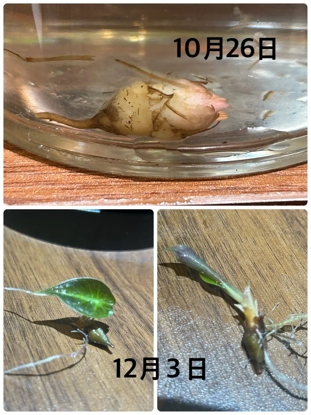 アロカシア　不明