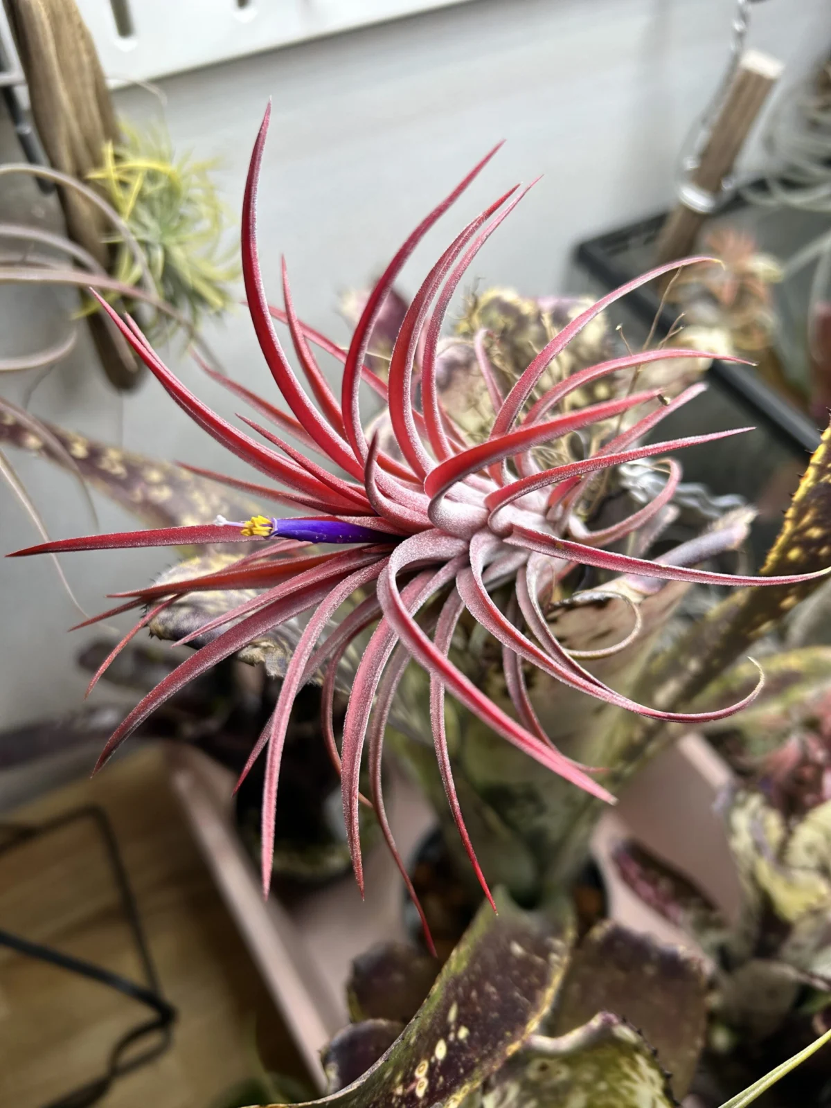 ティランジア　イオナンタ　クロス　開花