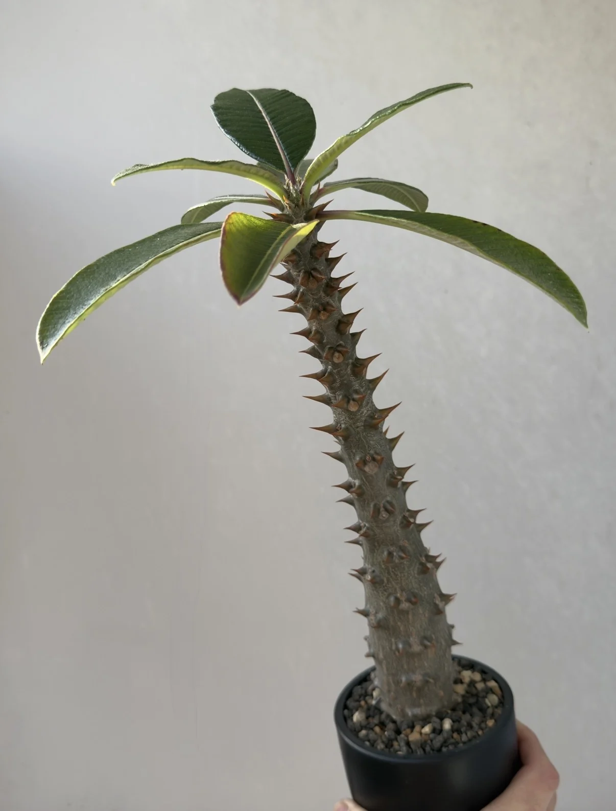 パキポディウム バロニー